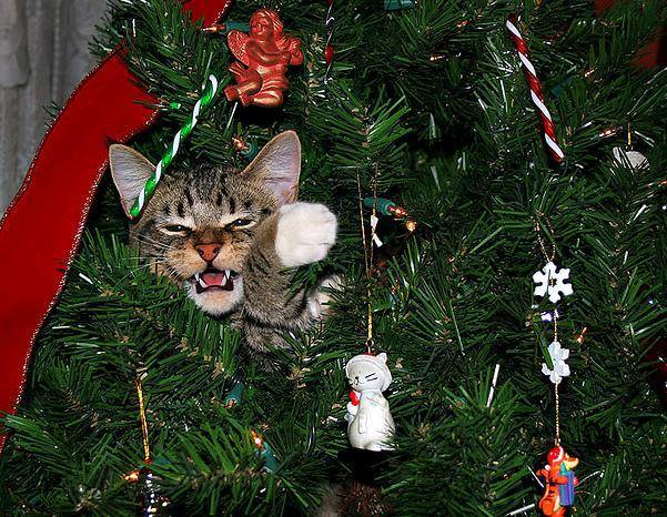 Eine süße Katze, die wie eine echte Katze der Savanne zwischen den Tannenzweigen eines Weihnachtsbaumes schaut